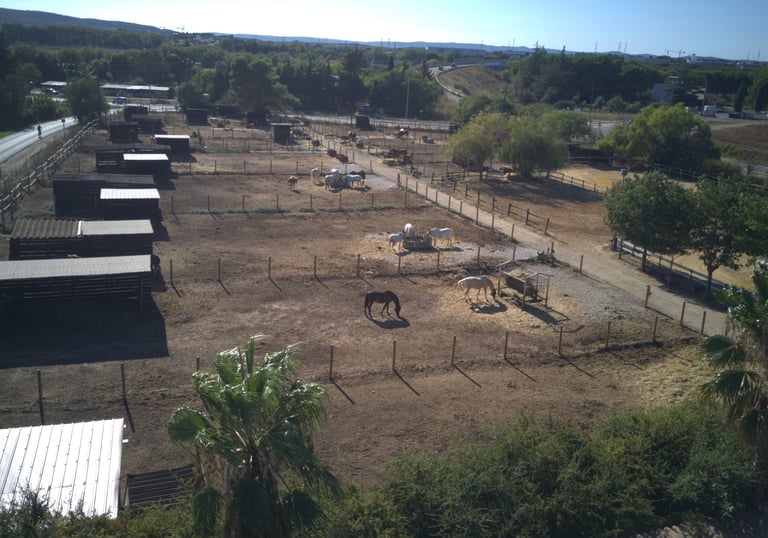 paddocks avec chevaux