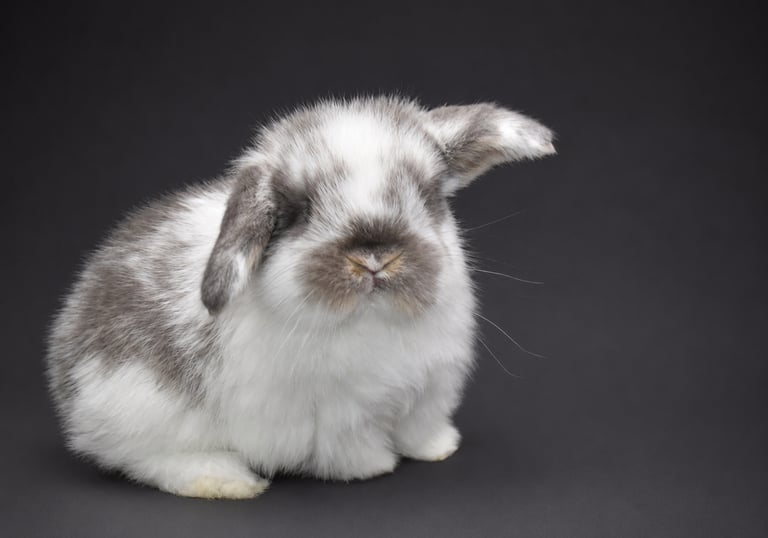 Hot Cross Buns' broken opal baby rabbit