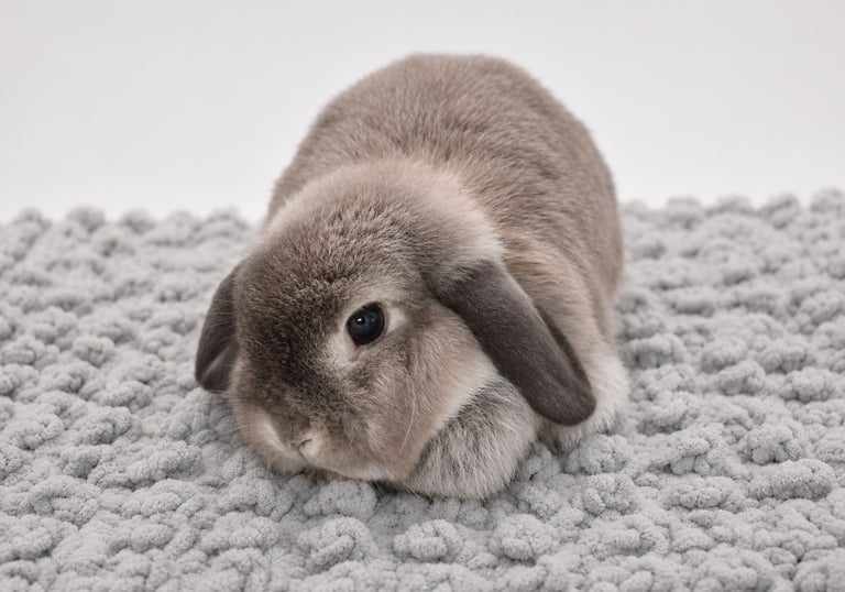 Hot Cross Buns' Rosie listening intently to the FAQ about Hot Cross Buns