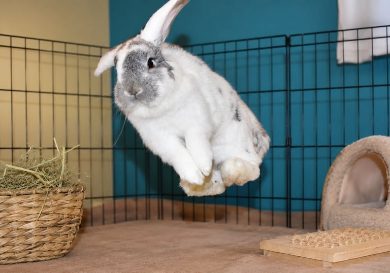 Hot Cross Buns' broken chinchilla buck doing a joyful binky
