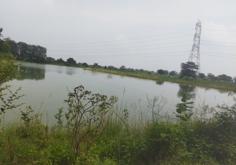 pond