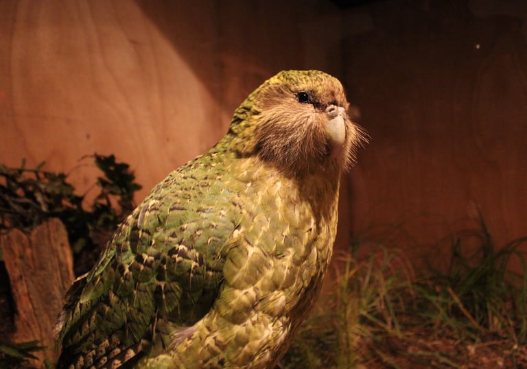Kakapo- Conservation Status: Critically Endangered