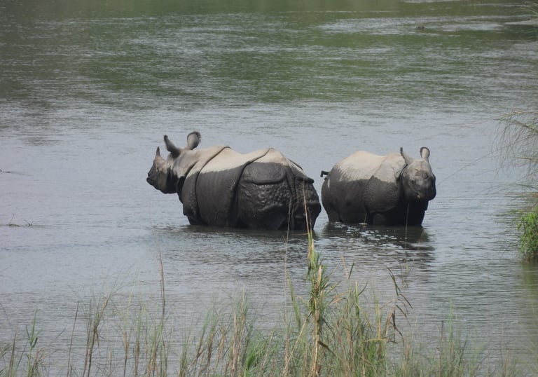 rhino in the river