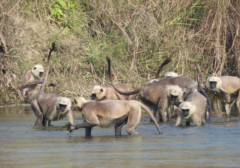 langurs eating algues in Bardiya