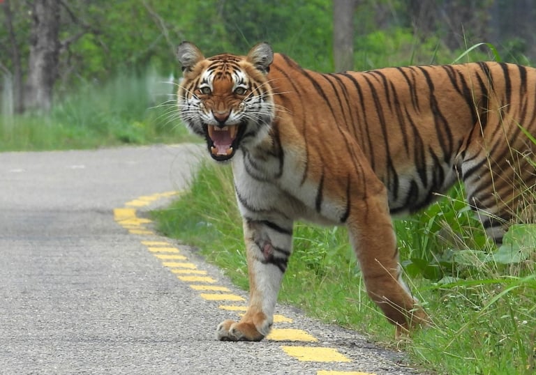tiger cross the road