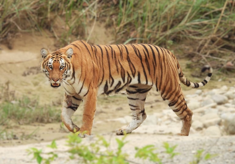 tiger on the lookout