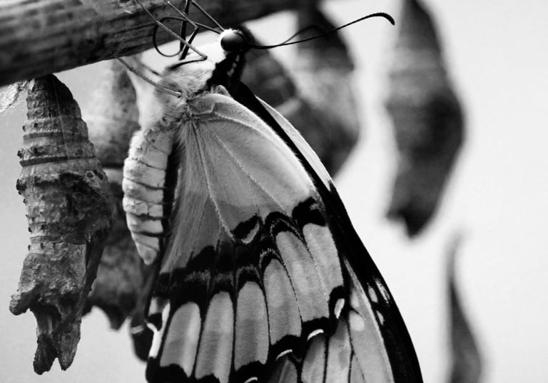 a butterfly emerging from its chrysalis