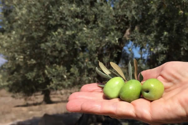Olive dei Monti Iblei