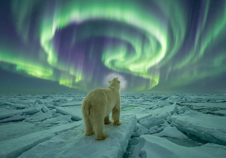 Polo Norte — el oso polar y la aurora boreal.
