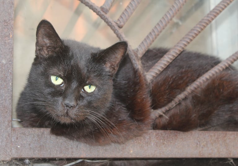 Cat at our temporary safe-house