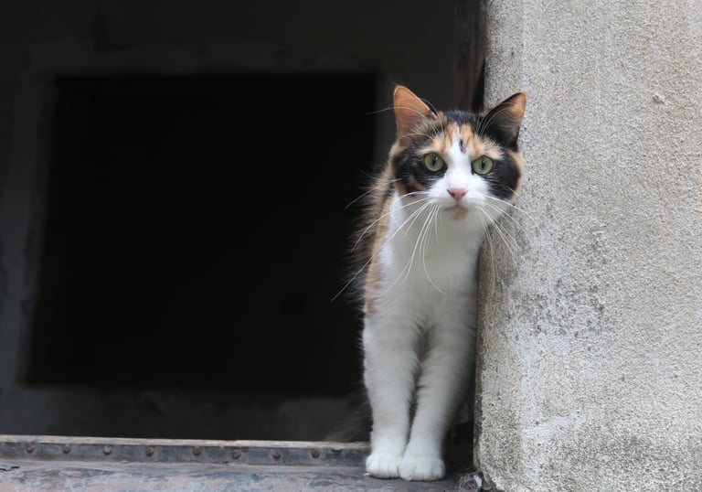 Cat at our temporary safe-house