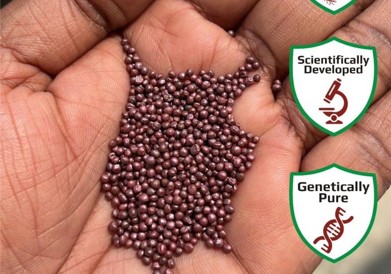 A hand holds a pile of Nexgen seeds, showcasing their bold, strong, assured germination, scientifically developed