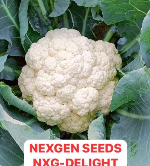 A fresh white cauliflower head growing in a garden, labeled as Nexgen Seeds NXG-Delight variety.