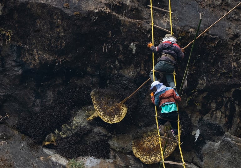 honey hunting in nepal