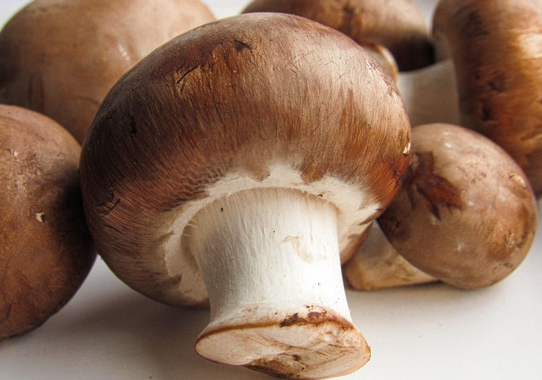 mushroom nutrition and benefits