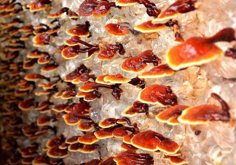 mushrooms in Chinese medicine