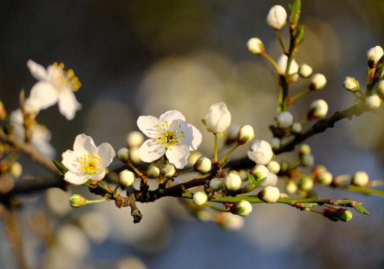 Li Chun - Beginning of Spring