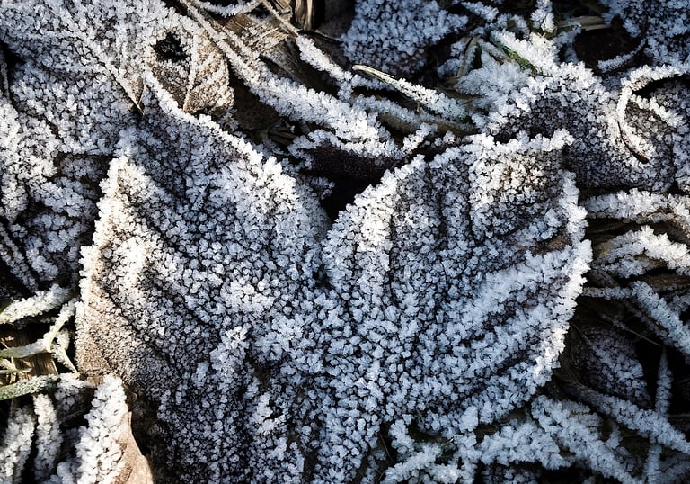 Shuang Jiang - Frost Descends