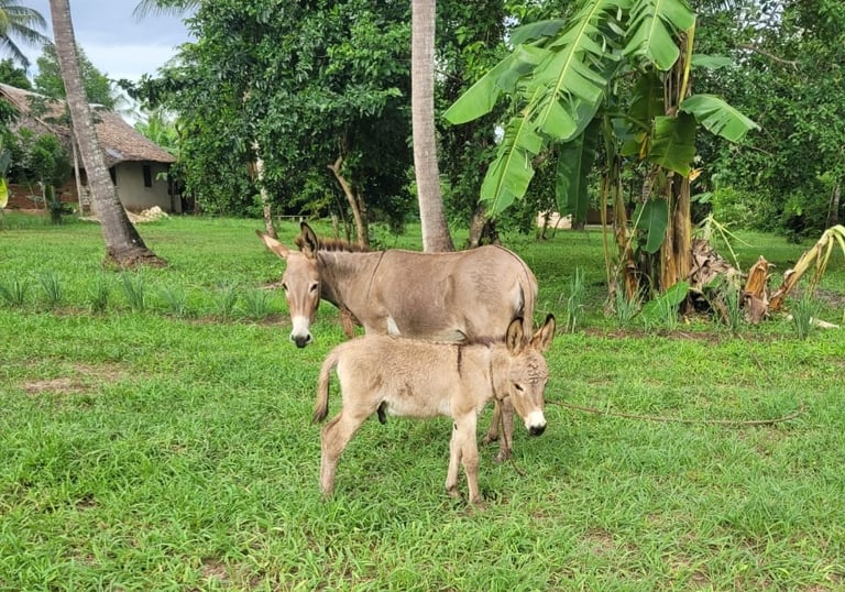 a baby donkey with his mother