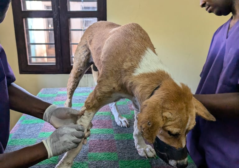 Dog get mango worms removed at AAK