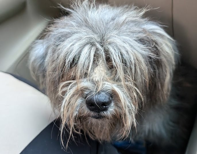 a dog waiting for treatment and brooming