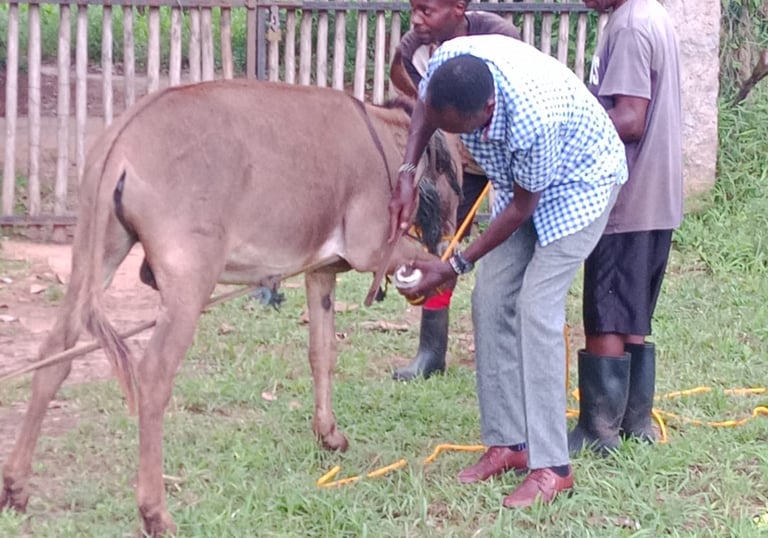 a man is giving a donkey a hoof treatment at aak farm