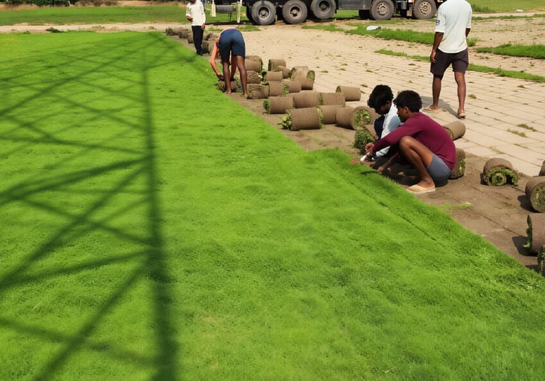 lawn grass suppliers in Hyderabad, lawn grass suppliers Hyderabad