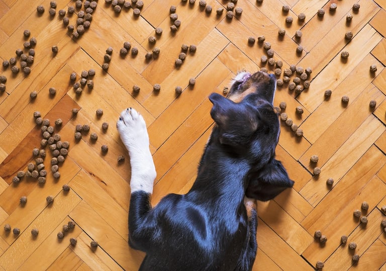 Dogzw Erding Ernährungsberatung Hund