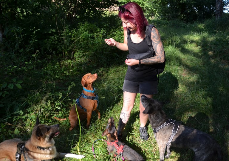 Dogz Erding Hundetraining