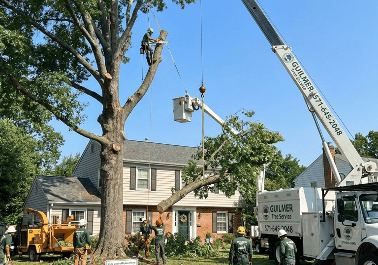 Licensed crew removing a large tree with crane and safety gear on a residential property.