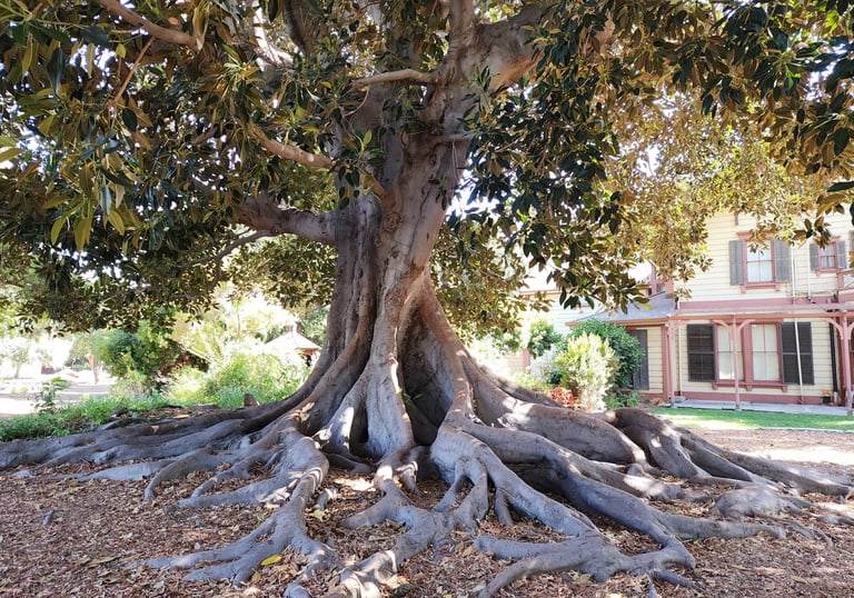 Shinn Park in Fremont with a large tree with roots spread out on the ground.