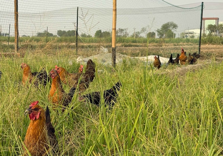 Free range desi chickens in Panipat