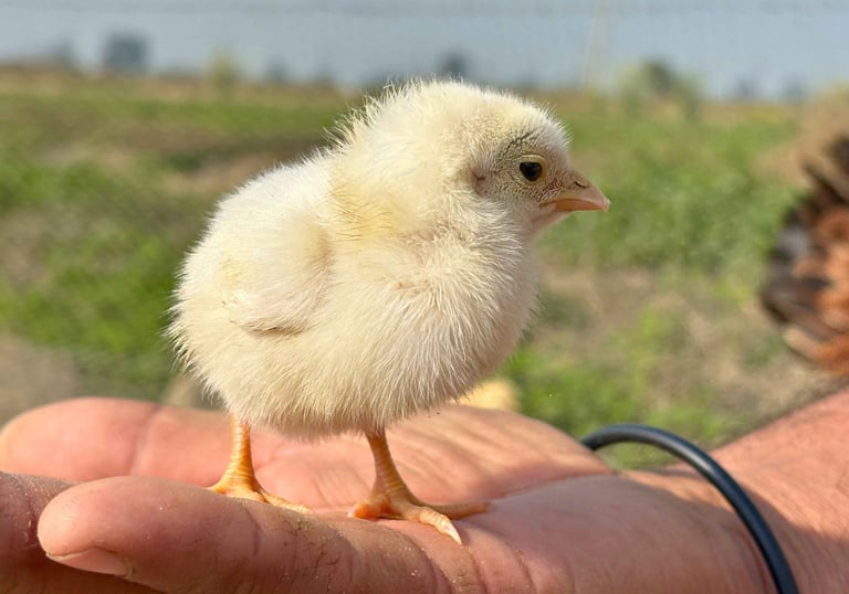 Farm-raised desi chick