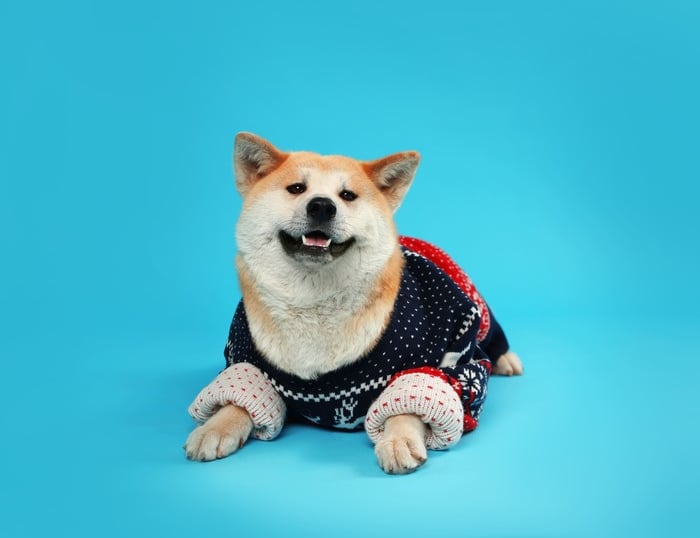 Un lindo perro Shiba Inu que lleva un suéter festivo de vacaciones azul y rojo sobre un fondo azul.