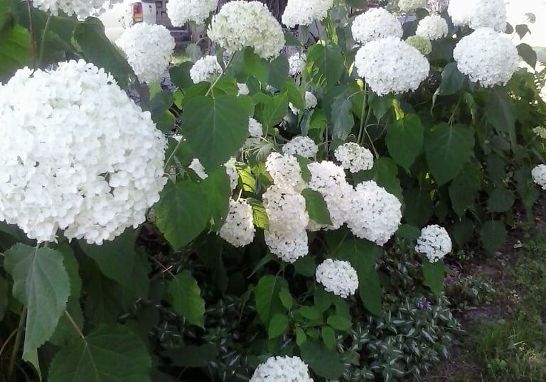Annabelle Hydrangea Plant