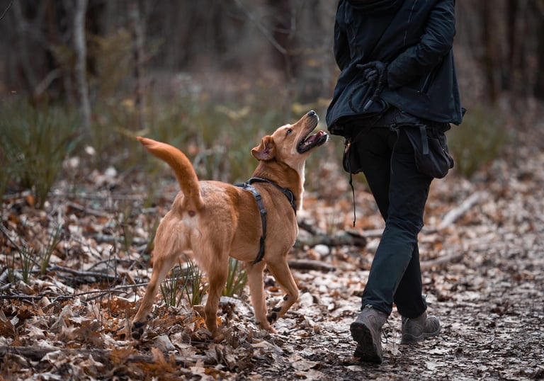 éducation canine bienveillante pour chien à Mérignac