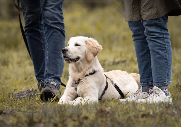 éducation canine bienveillante pour chien à mérignac