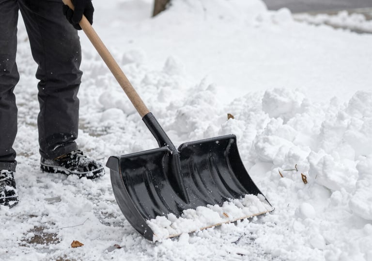 Close-up of freshly pruned shrubs glowing in the afternoon sun.