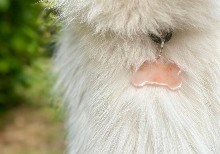 médaille chien taille pour Bouvier bernois, Saint-Bernard...