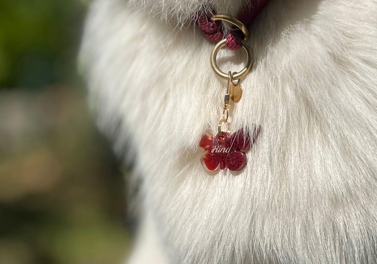 médaille chien taille pour border collie, berger australien...
