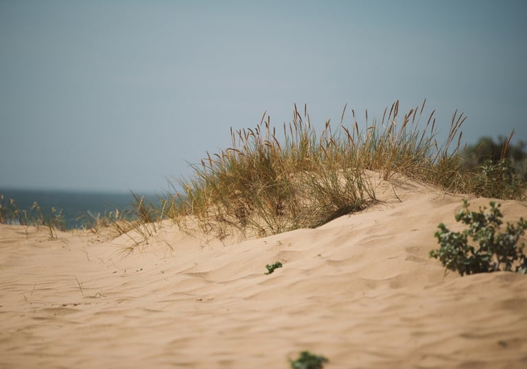 Beach with a small plant growing, symbolizing the growth of positive employee mental health