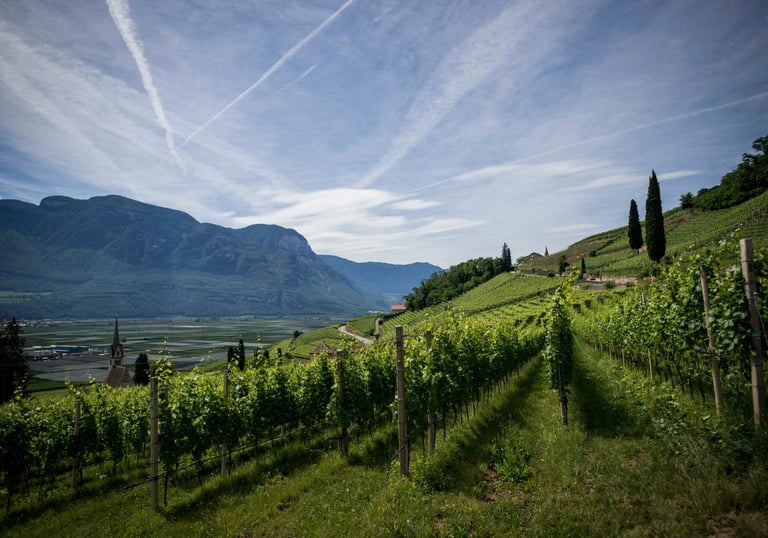 vignoble dans la Drôme
