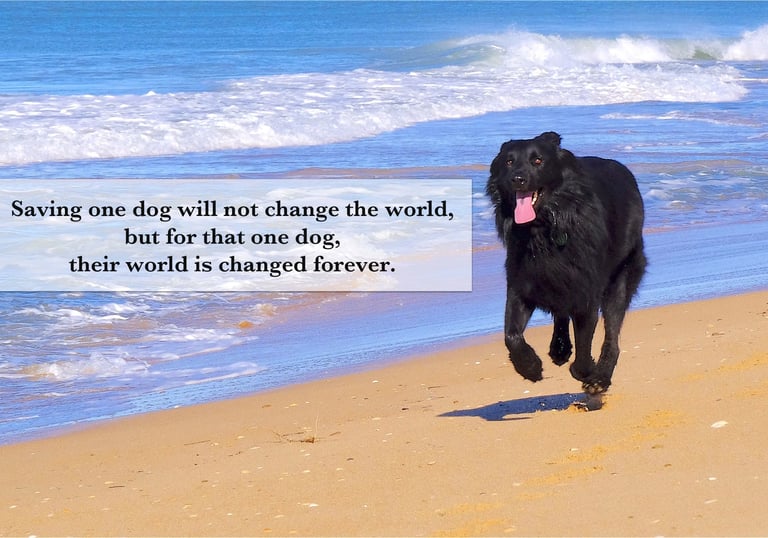 a dog is walking on the beach with a quote about saving a dog