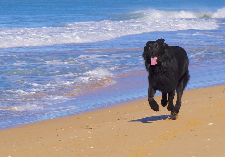 A large black dog running joyfully on a sandy beach next to blue ocean waves.