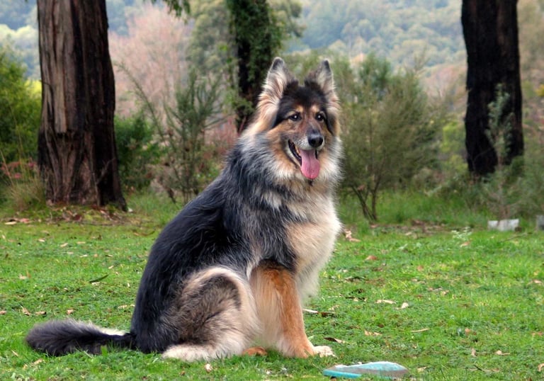 a dog sitting on the grass with a frisbee in its mouth