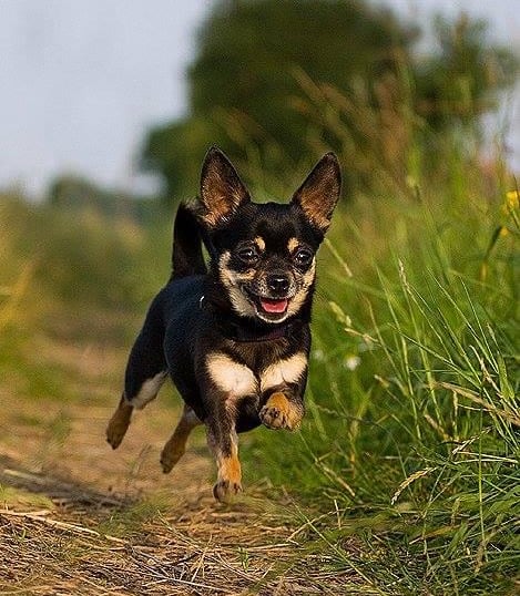 Rückrufkurs in der Hundeschule Augenblicke bei Berlin und Potsdam, Hundeschule in Brandenburg