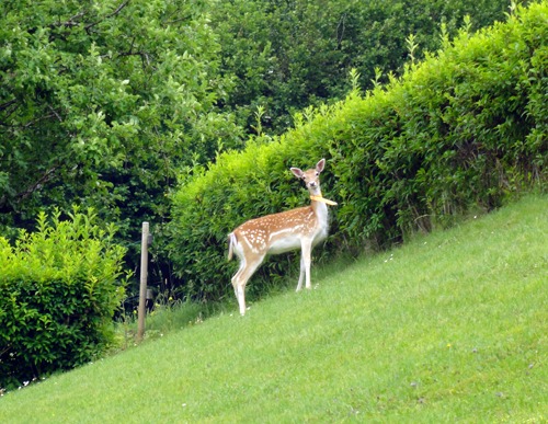 La chambre studio des Gardannes en Haute-Savoie en pleine nature