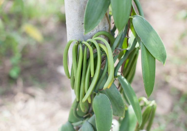des gousses de vanilles verte enrouler a un arbre 