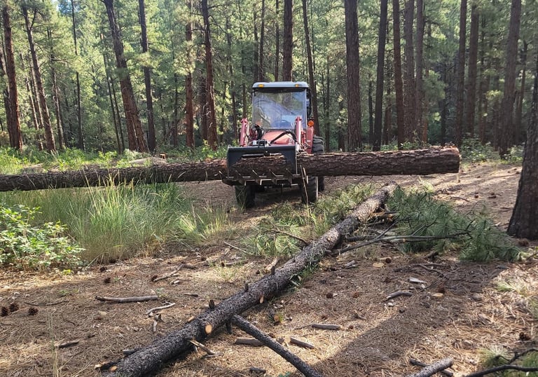 Heavy equipment moving felled trees
