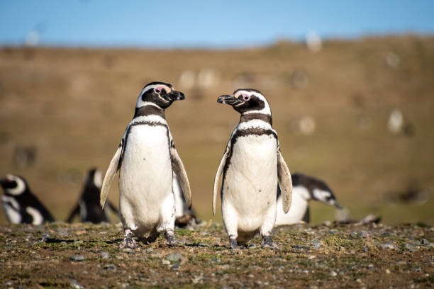 pingüinos en punta tombo